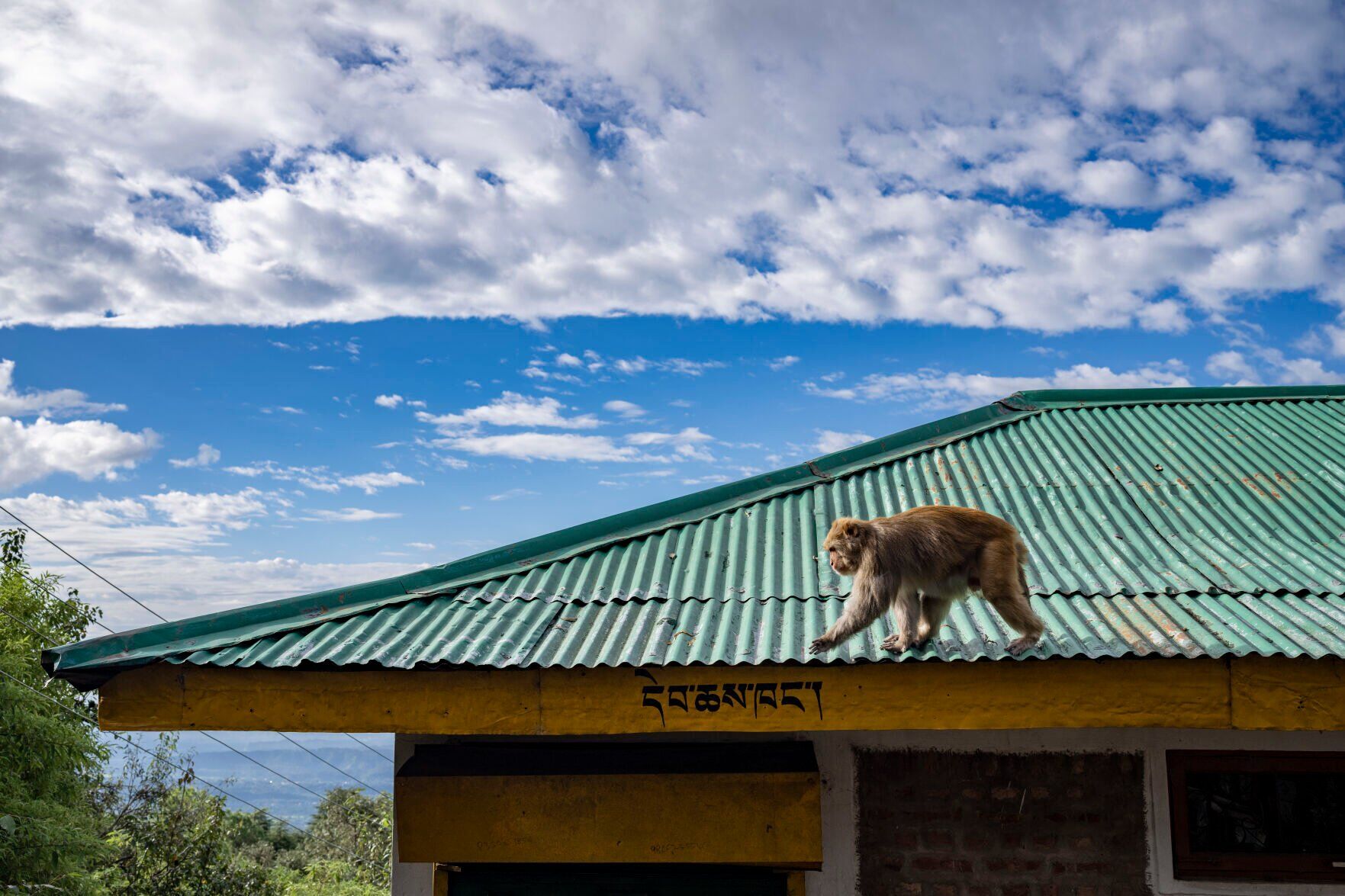 APTOPIX India Wildlife